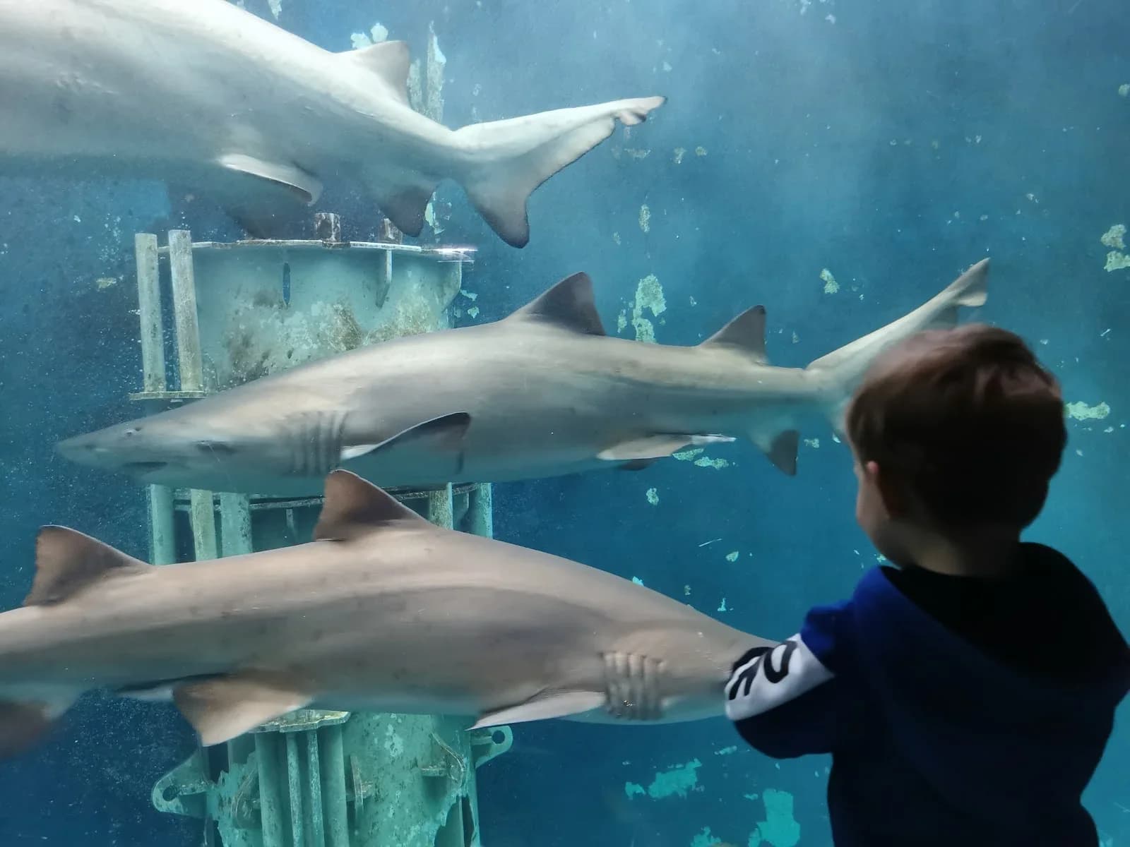Aquarium d'eau douce tropicale