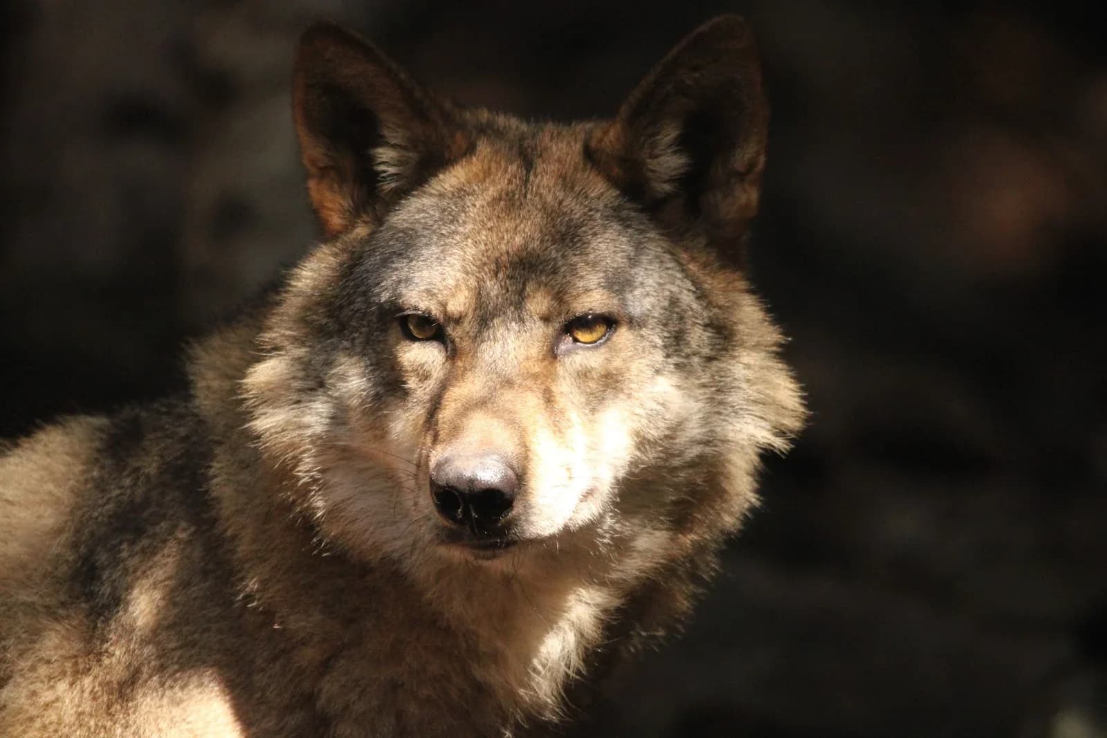 Alpha, le temps du loup