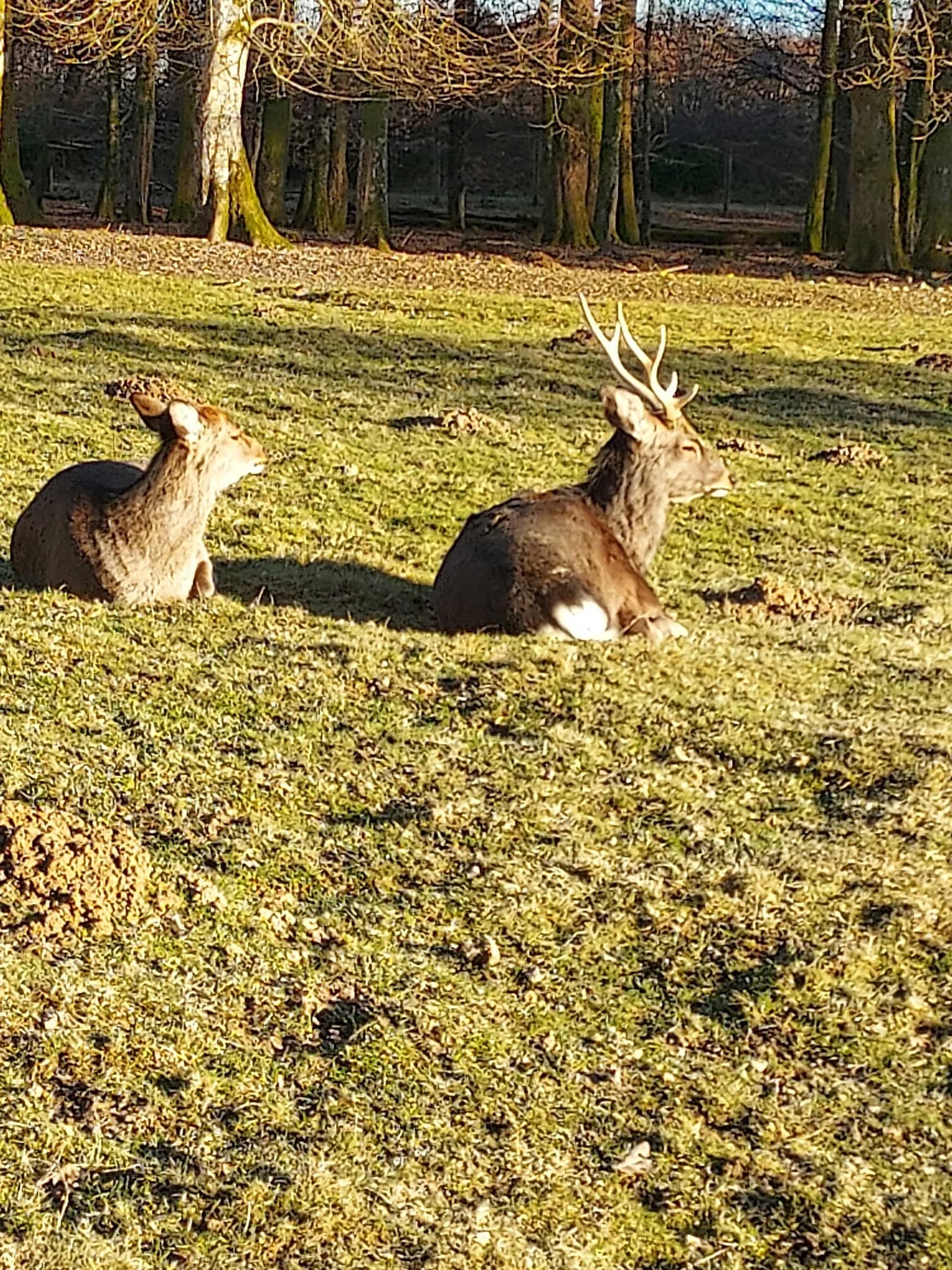 Parc animalier du Banney