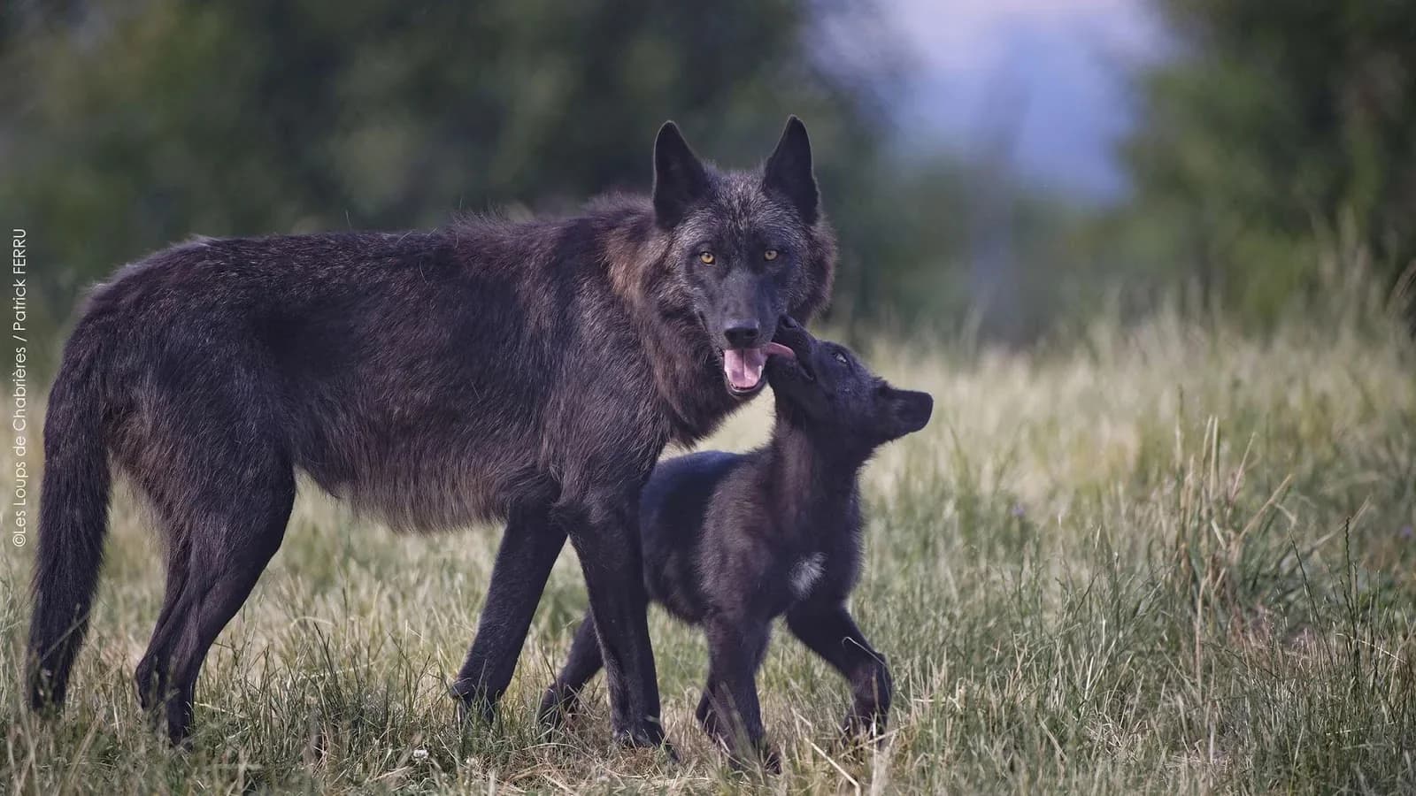Les Loups de Chabrières