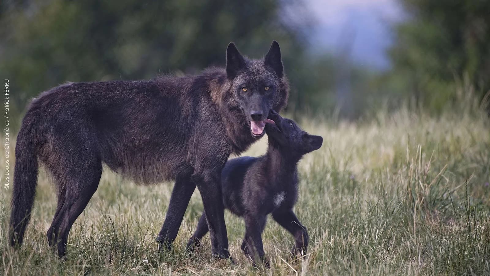 Les Loups de Chabrières