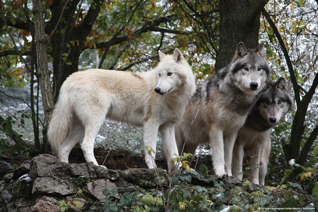 Les Loups du Gevaudan