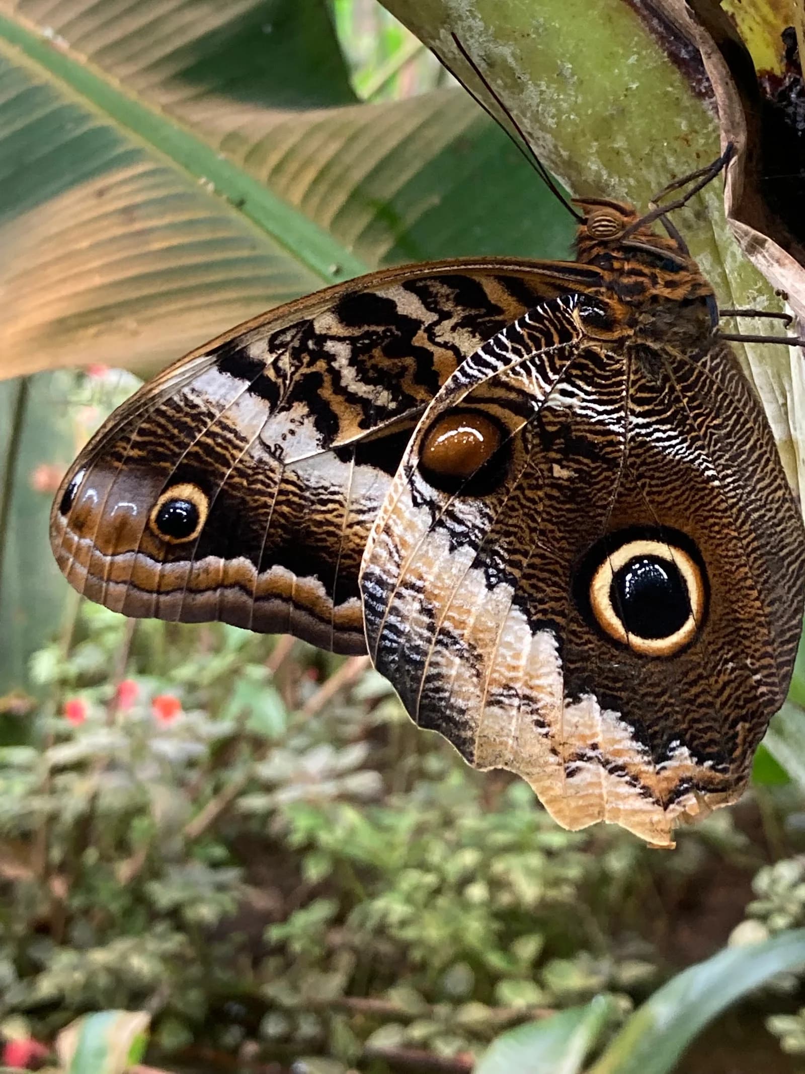 La Serre aux Papillons