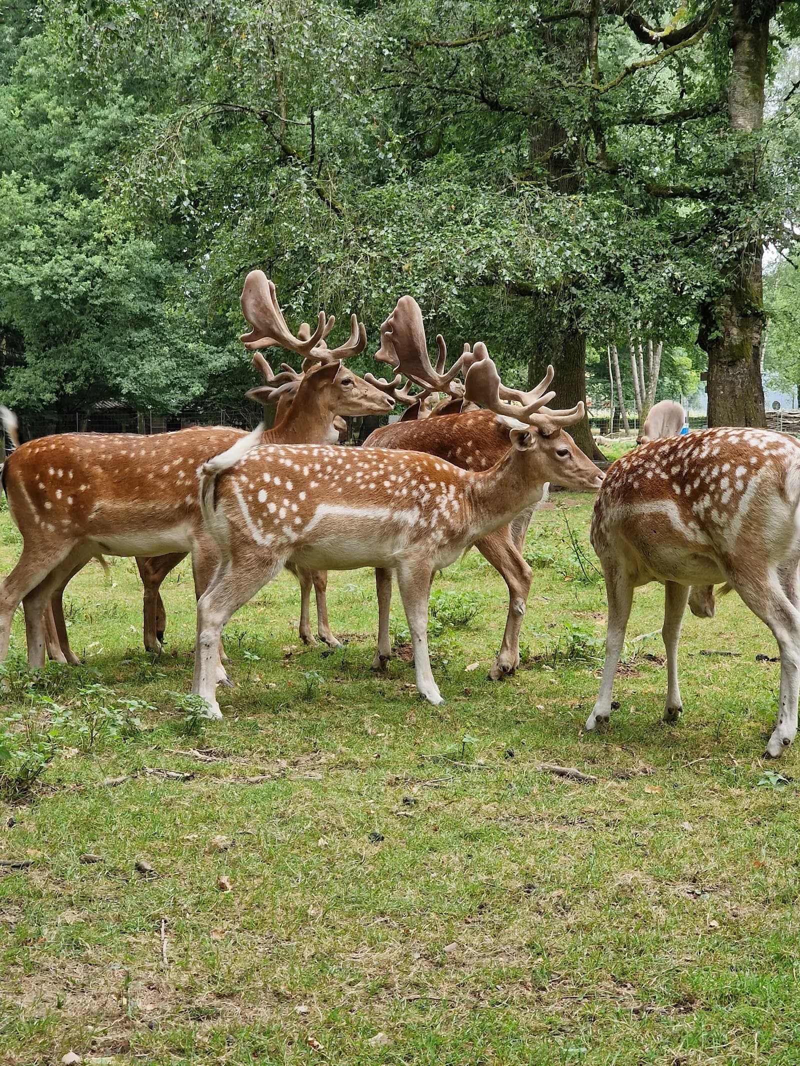 Parc Animalier de Saint Laurent