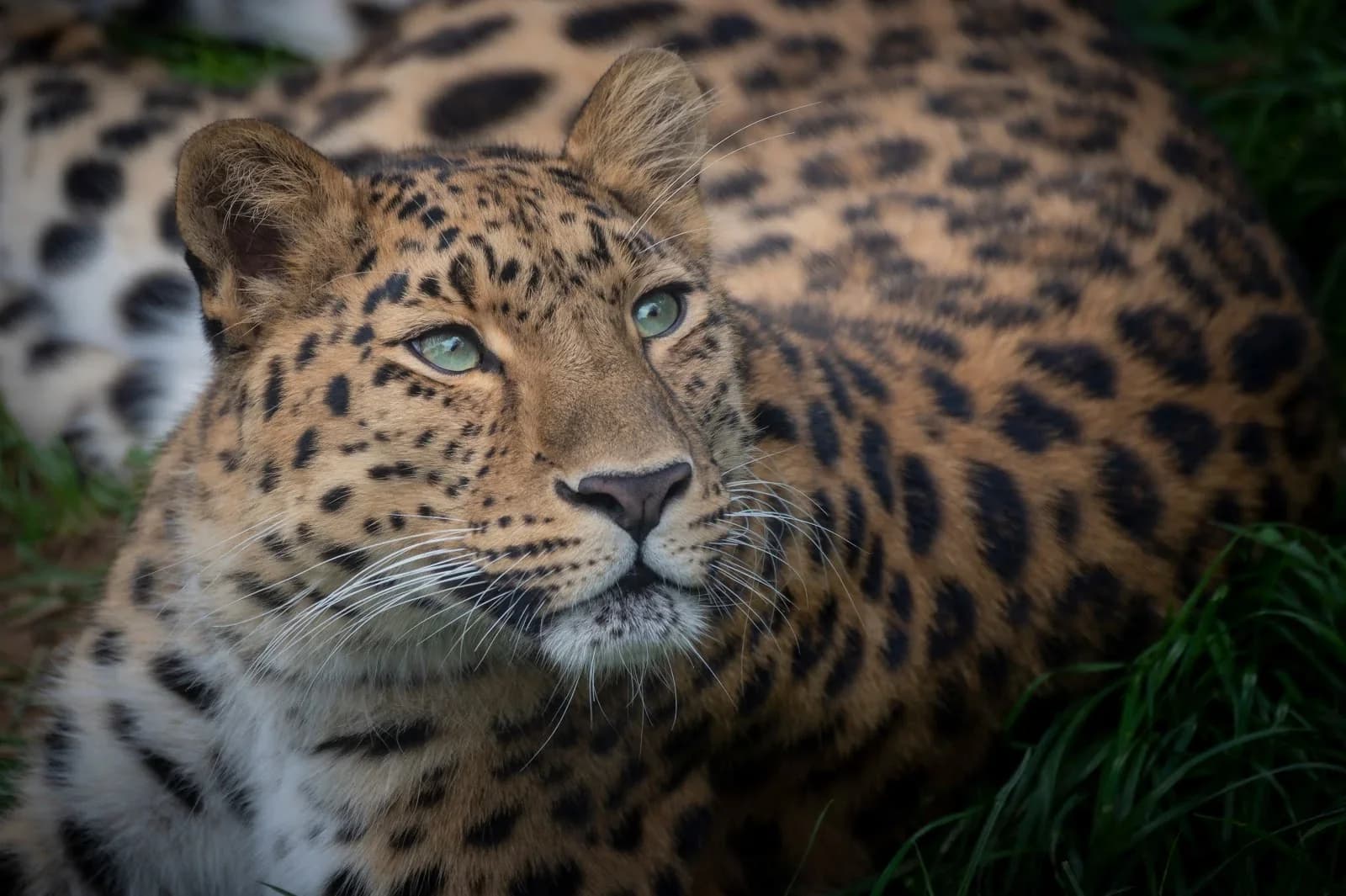 Parc Animalier du Cézallier