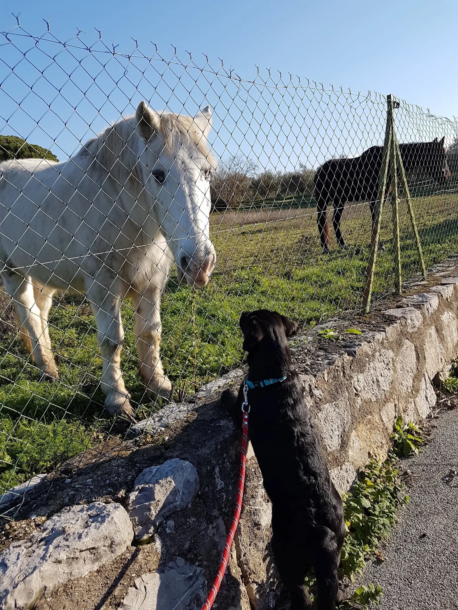 Le Petit Cheval en Fête