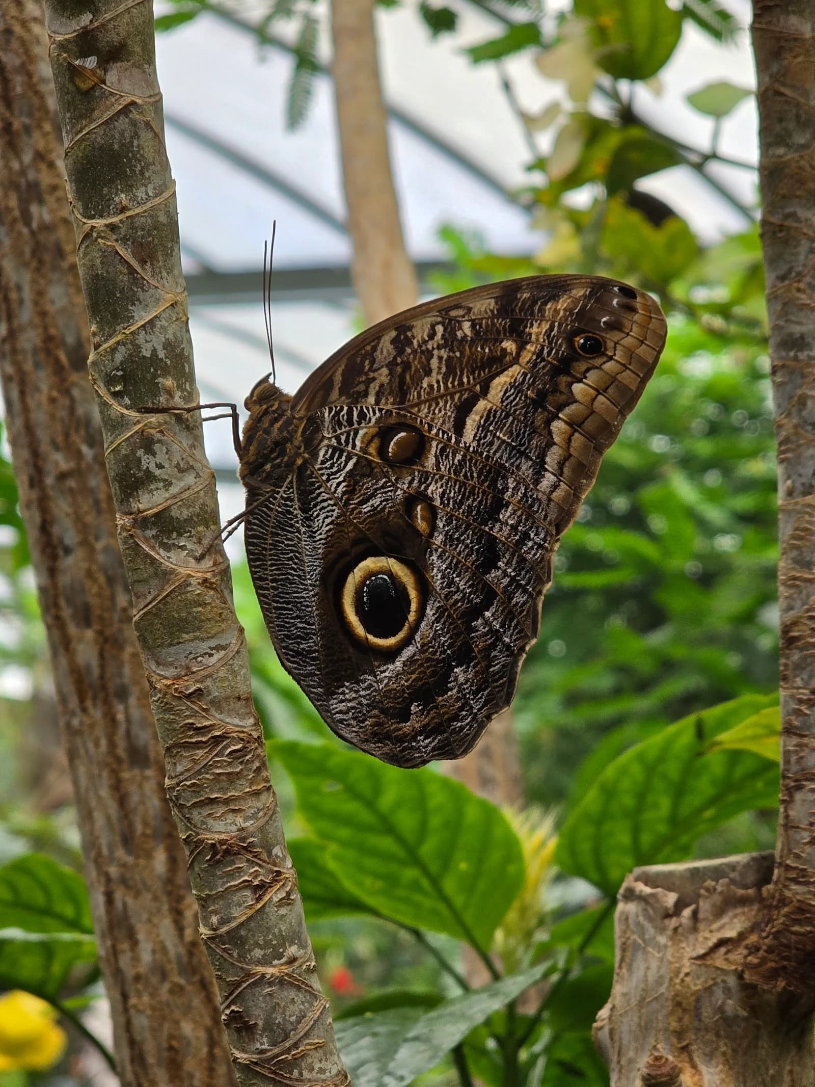 Naturospace Papillons Tropicaux