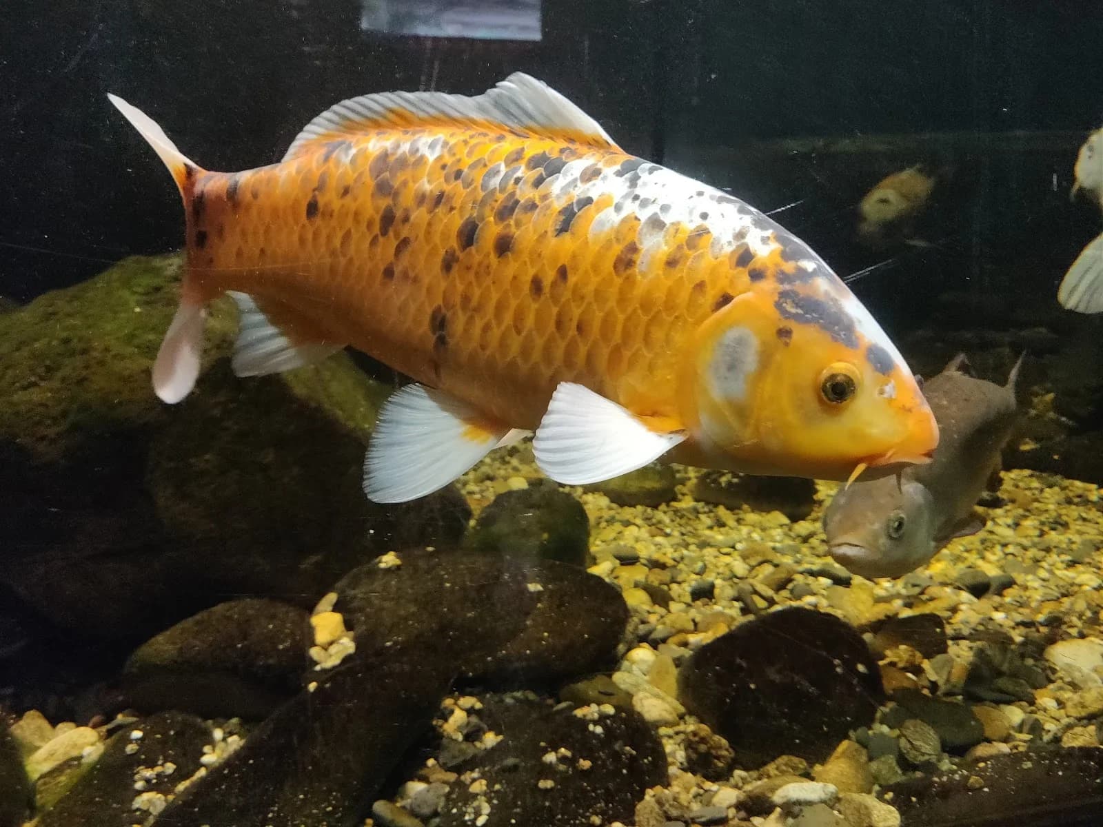 Aquarium de la Maison du Saumon