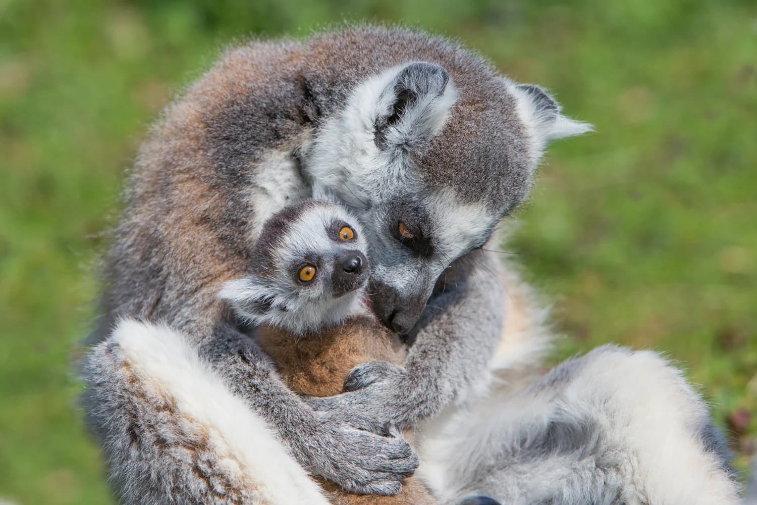 Parc Zoo de Thoiry