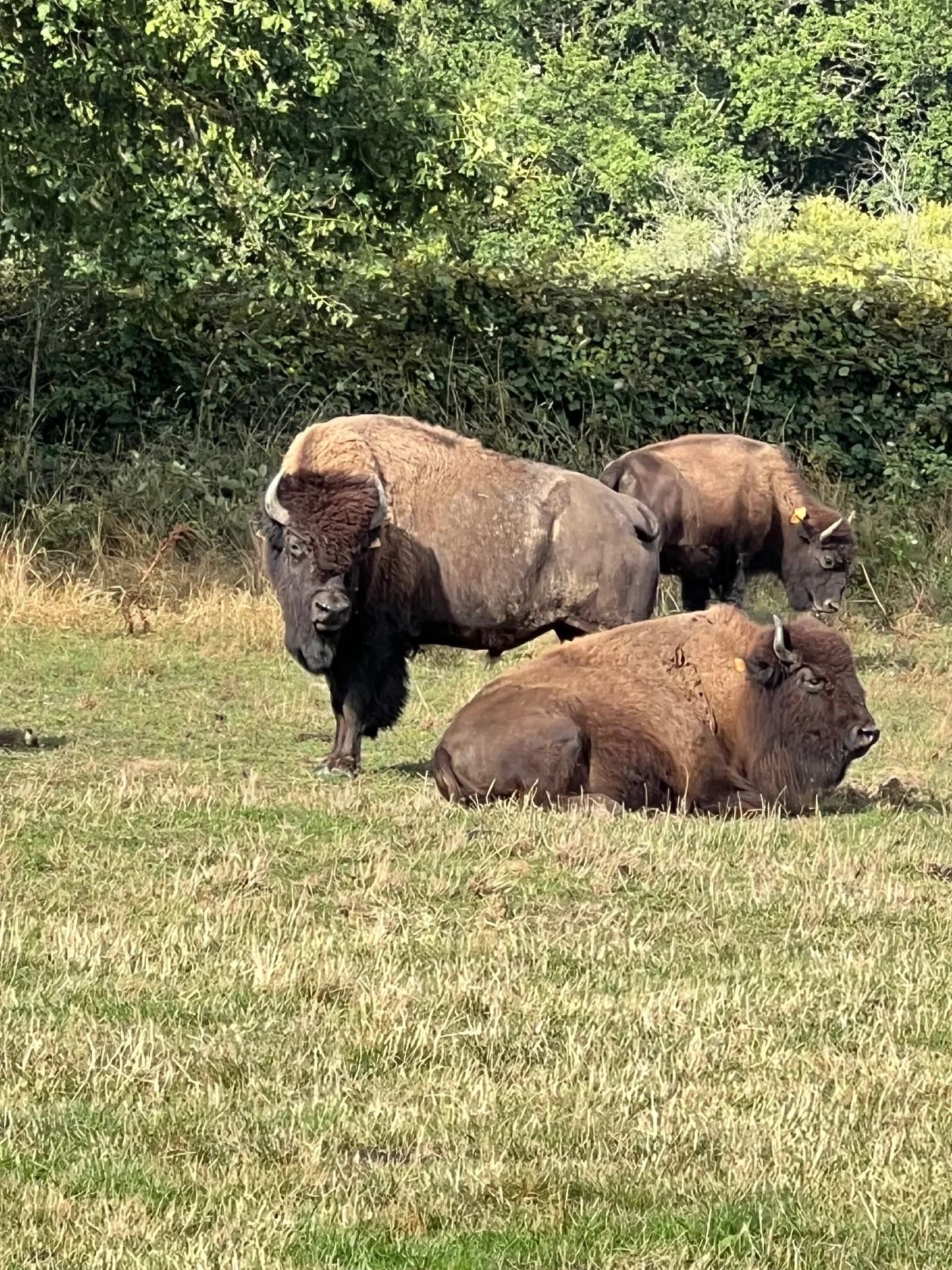 Elevage de bisons du Palais à Thauron