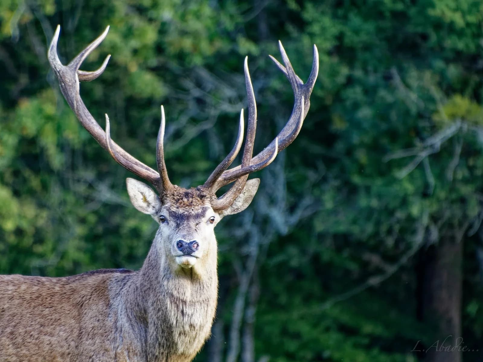 La Ferme aux Cerfs et Sangliers