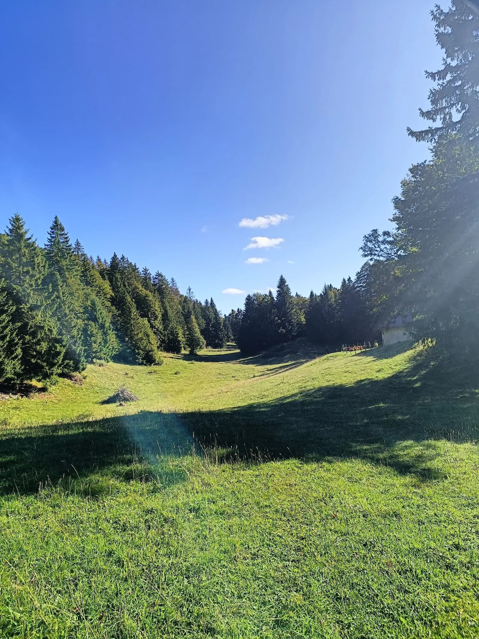 Forêt des Rousses