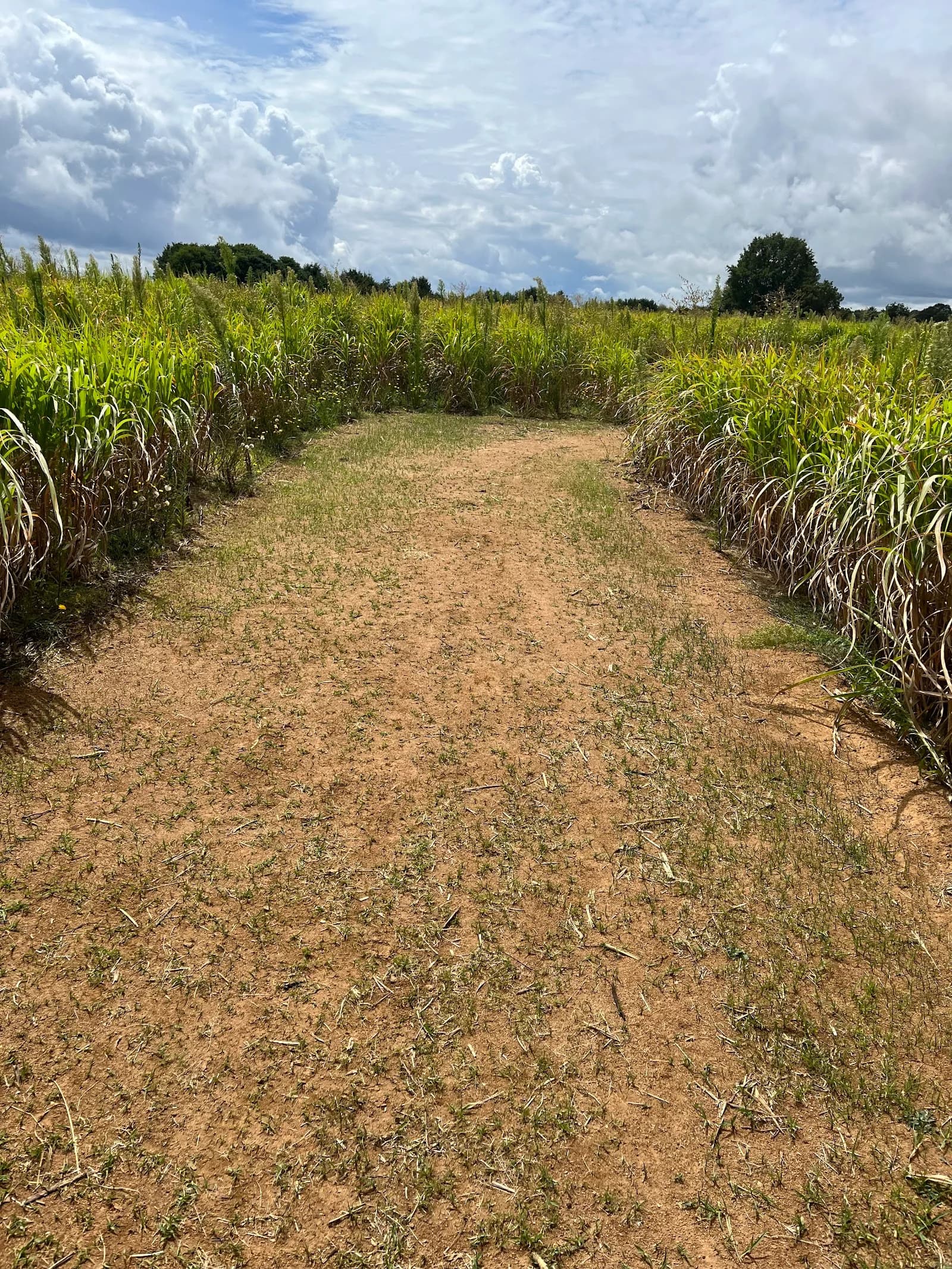 Labyrinthe Végétal
