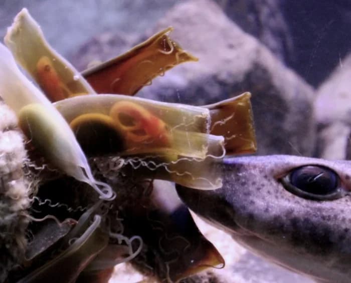 Aquarium du Biodiversarium (Banyuls-sur-Mer)