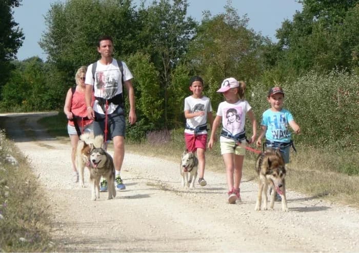 Husky Dream, Chiens de traineau