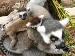 Jardin Zoologique Tropical