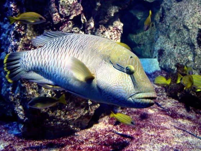 Aquarium de Lyon