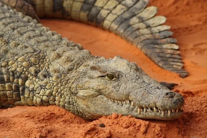 La Ferme aux Crocodiles