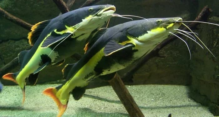Aquarium des Tropiques