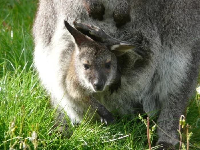 Zooparc de Cheptainville