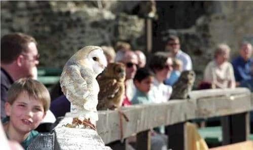 Les Aigles des Remparts à Provins