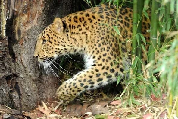 Zoo du Jardin des Plantes