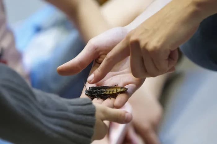 Micropolis, la cité des Insectes