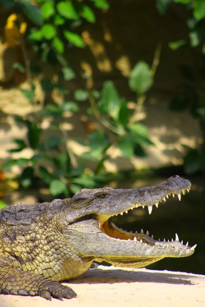 La Planète des Crocodiles