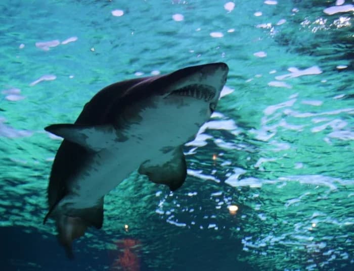 Aquarium- Océarium du Croisic