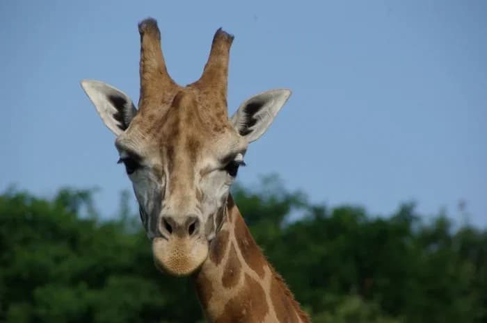 Parc ZOO du Reynou