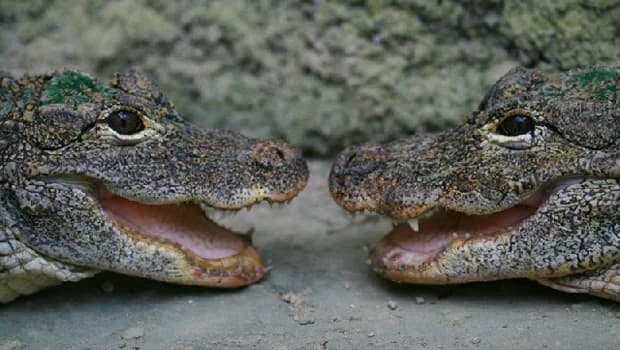 La St Valentin à La planète des Crocodiles