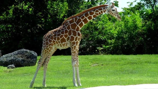 Le zoo de la Tête d'Or ouvre ses coulisses