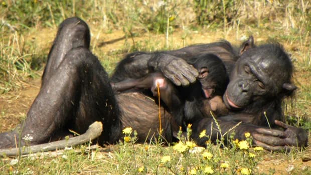 Une naissance à la Vallée des Singe, un petit Bonobo