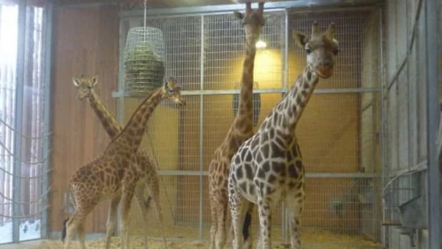 Le Zoo du Parc de la Tête d’Or ouvre ses coulisses au public