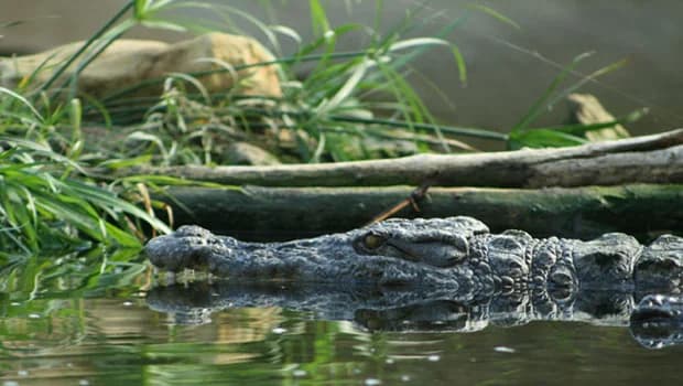 La planète des Crocodiles: Il pleut il mouille c’est la fête de SOBEK