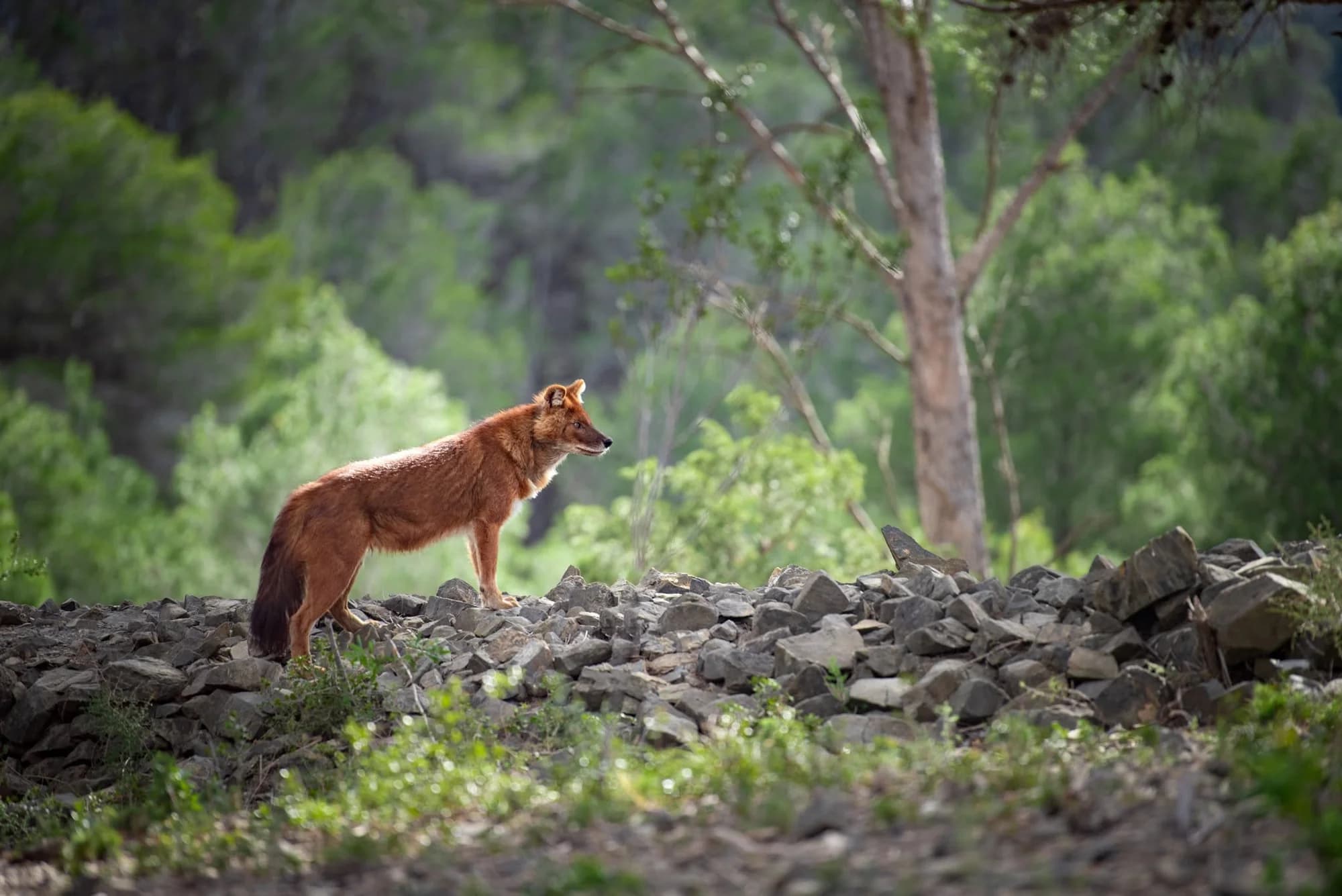 Un célèbre parc animalier offre l'entrée gratuite aux habitants de ce village des Pyrénées-Orientales
