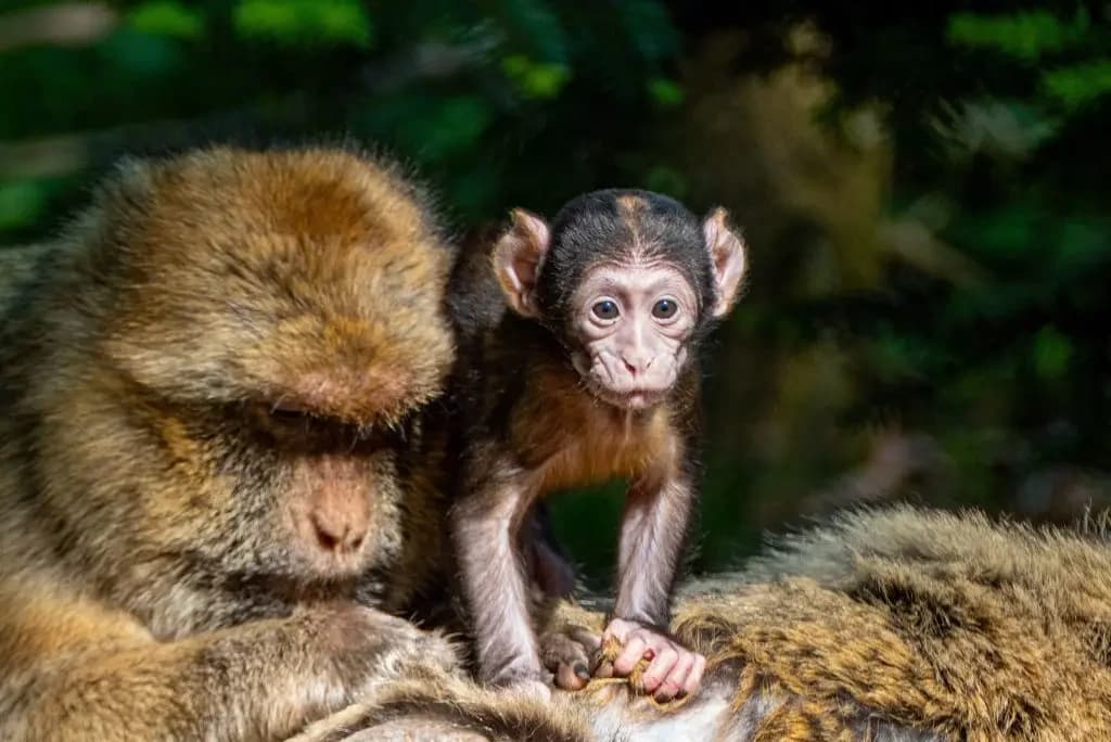 Douze bébés Magots à la Montagne des Singes : une nouvelle génération à découvrir