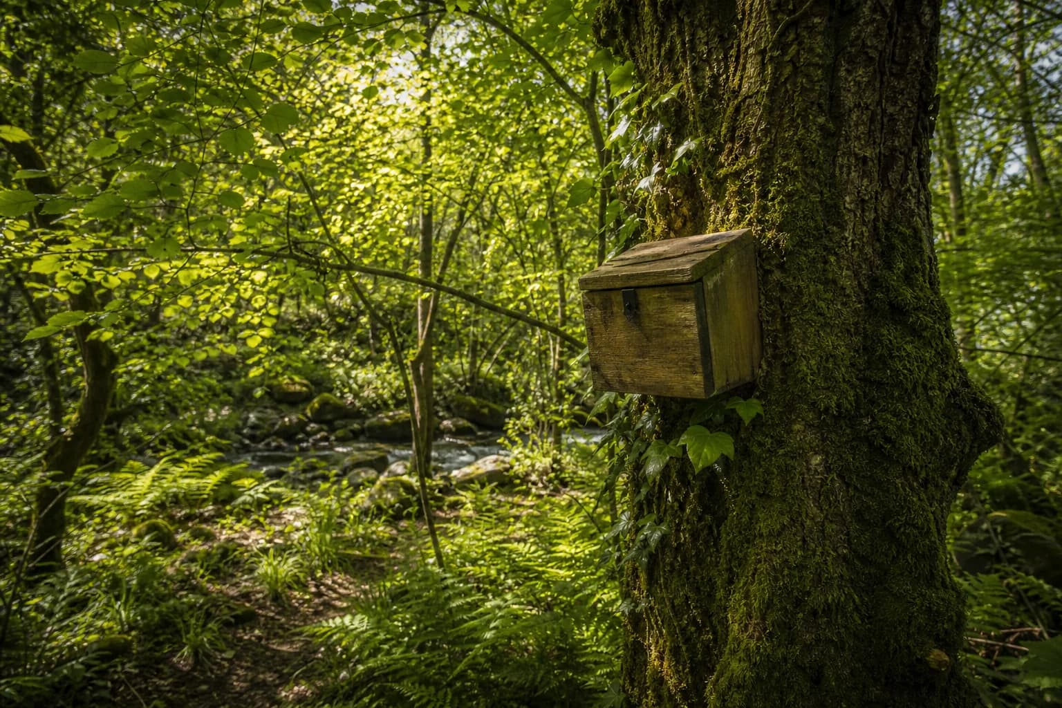 Adrénature : Évasion et adrénaline en pleine forêt près de Concarneau
