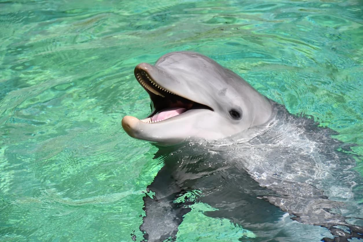 Le ZooParc de Beauval s'apprête à accueillir des dauphins de Marineland