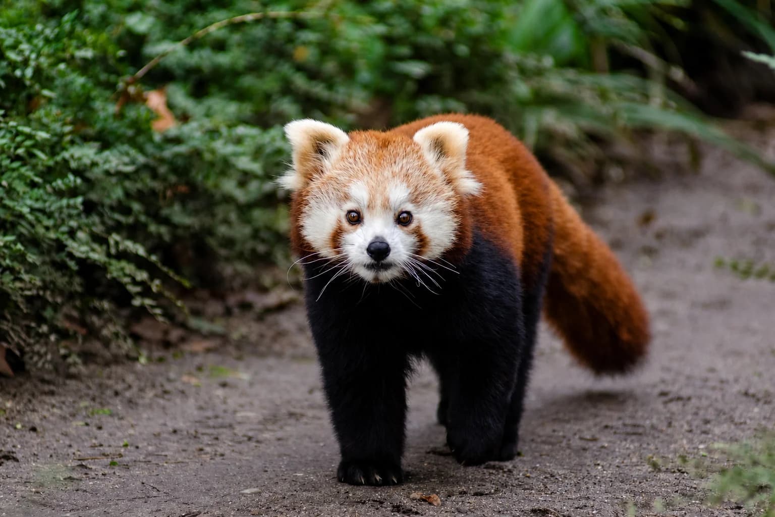 Le panda roux Upa quitte Lille pour une nouvelle vie amoureuse