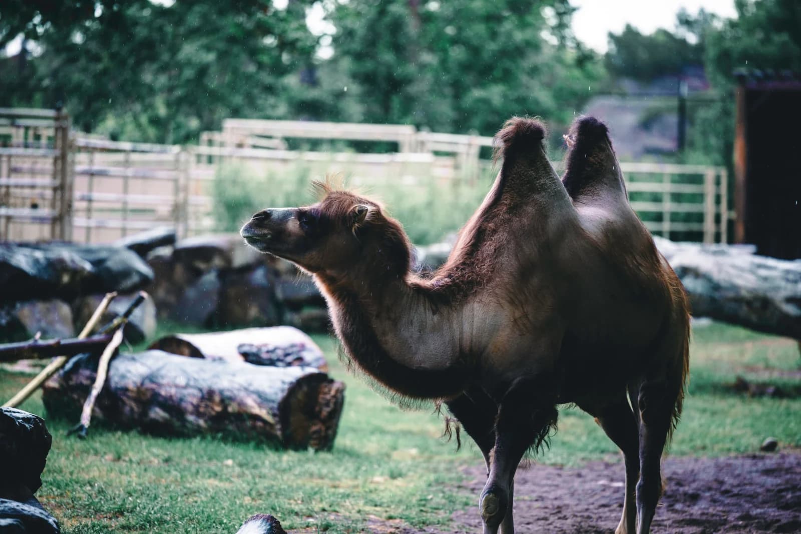 Le parc animalier d'Écouves : 20 ans d'aventures au cœur de l'Orne