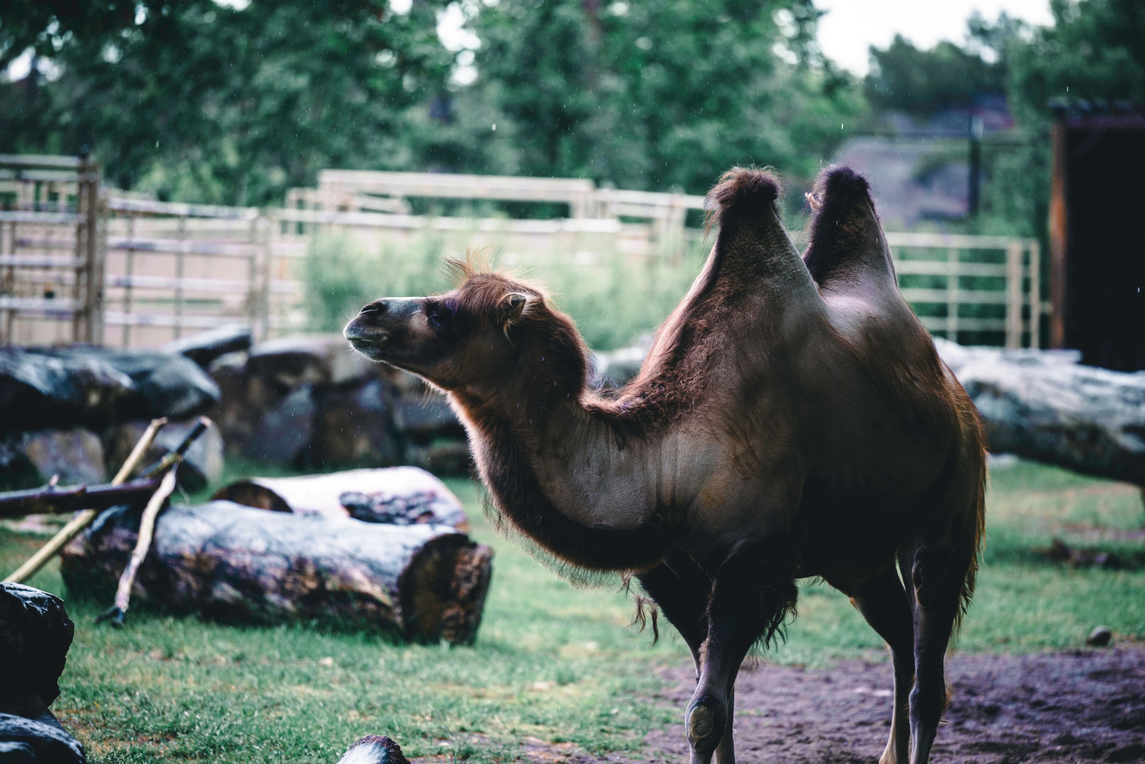 Le parc animalier d'Écouves : 20 ans d'aventures au cœur de l'Orne