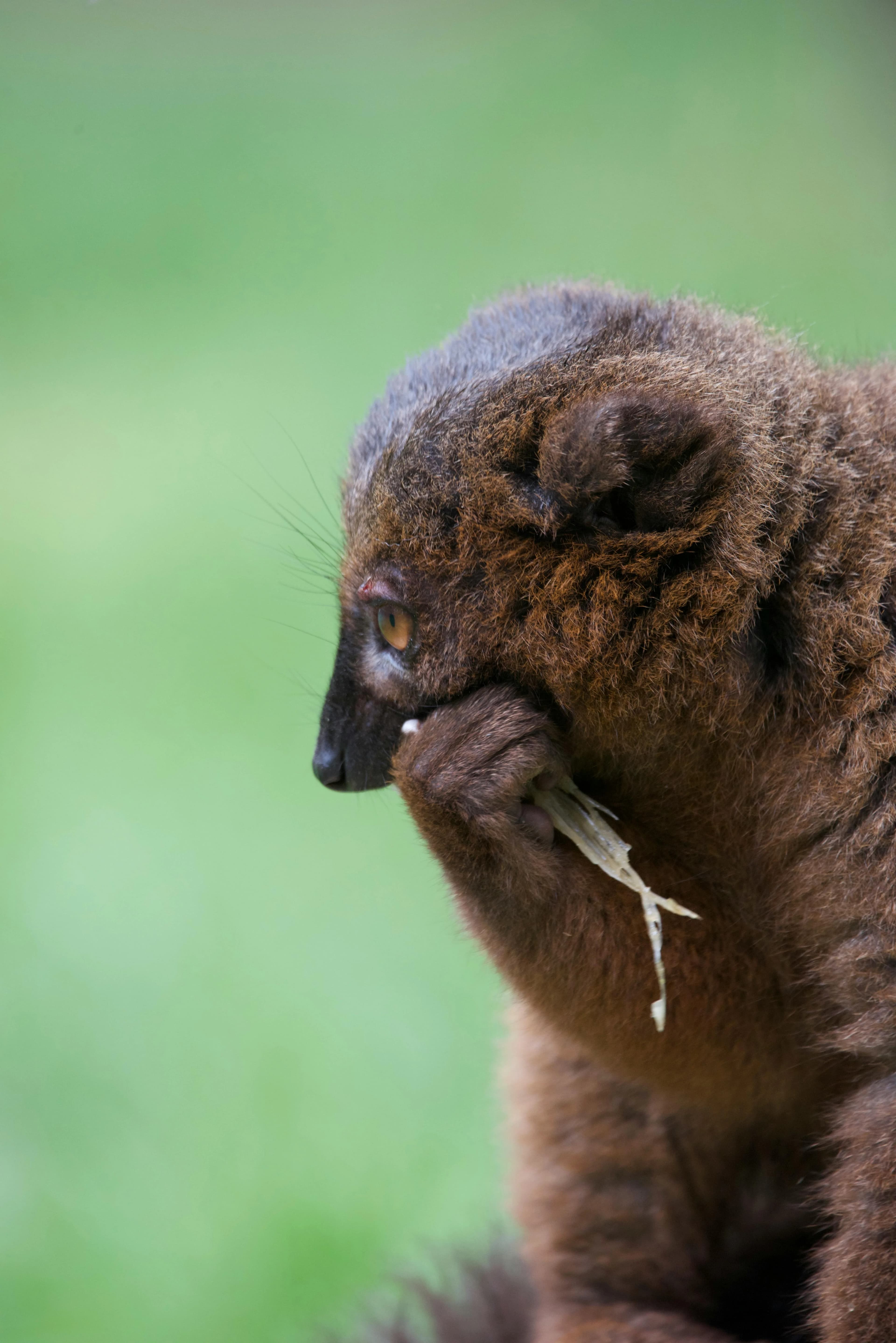 Zoo : Une naissance exceptionnelle à la Citadelle de Besançon