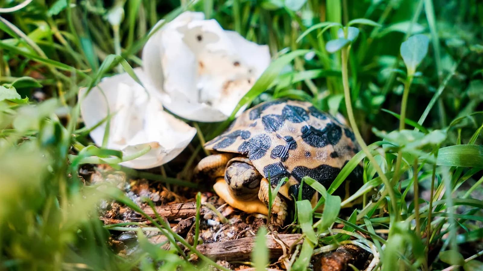 Naissance d'une tortue araignée au Parc Zoologique de Mulhouse : un événement rare pour l'espèce