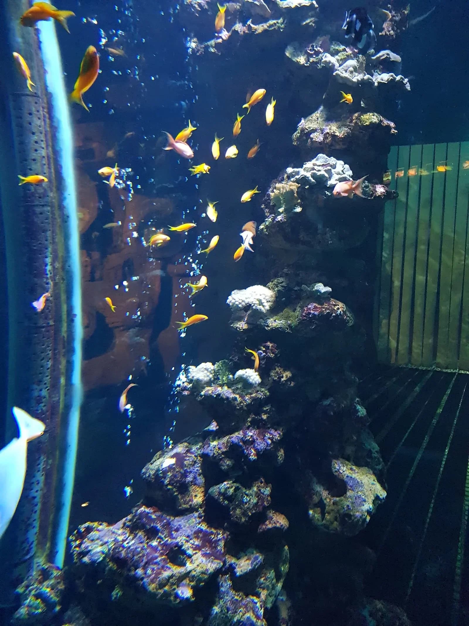 Aquarium de la Réunion