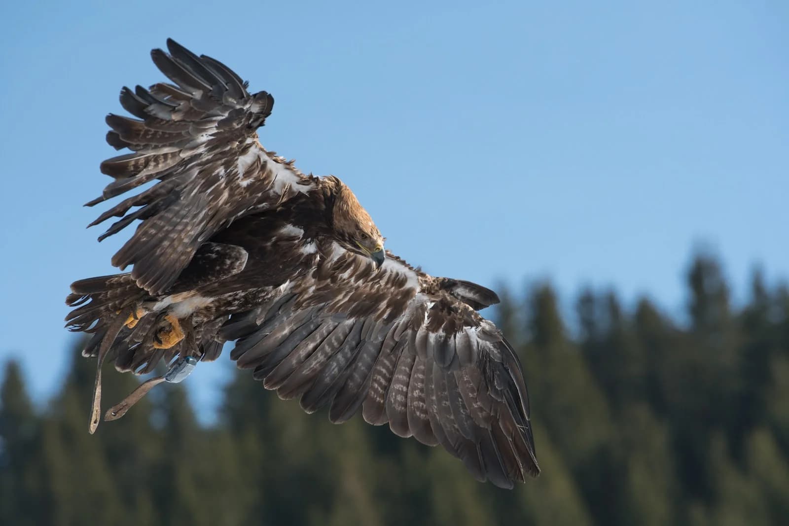 Les Aigles du Léman