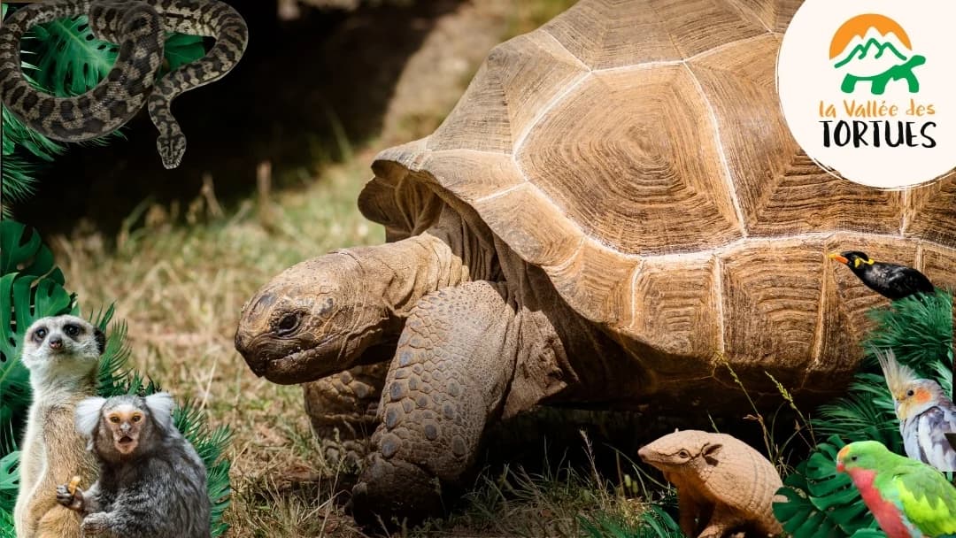 La vallée des tortues