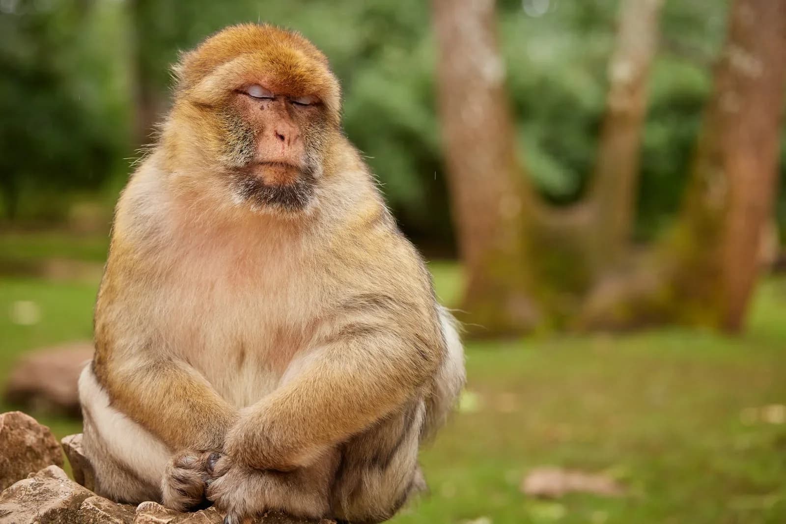 La Fôret des Singes
