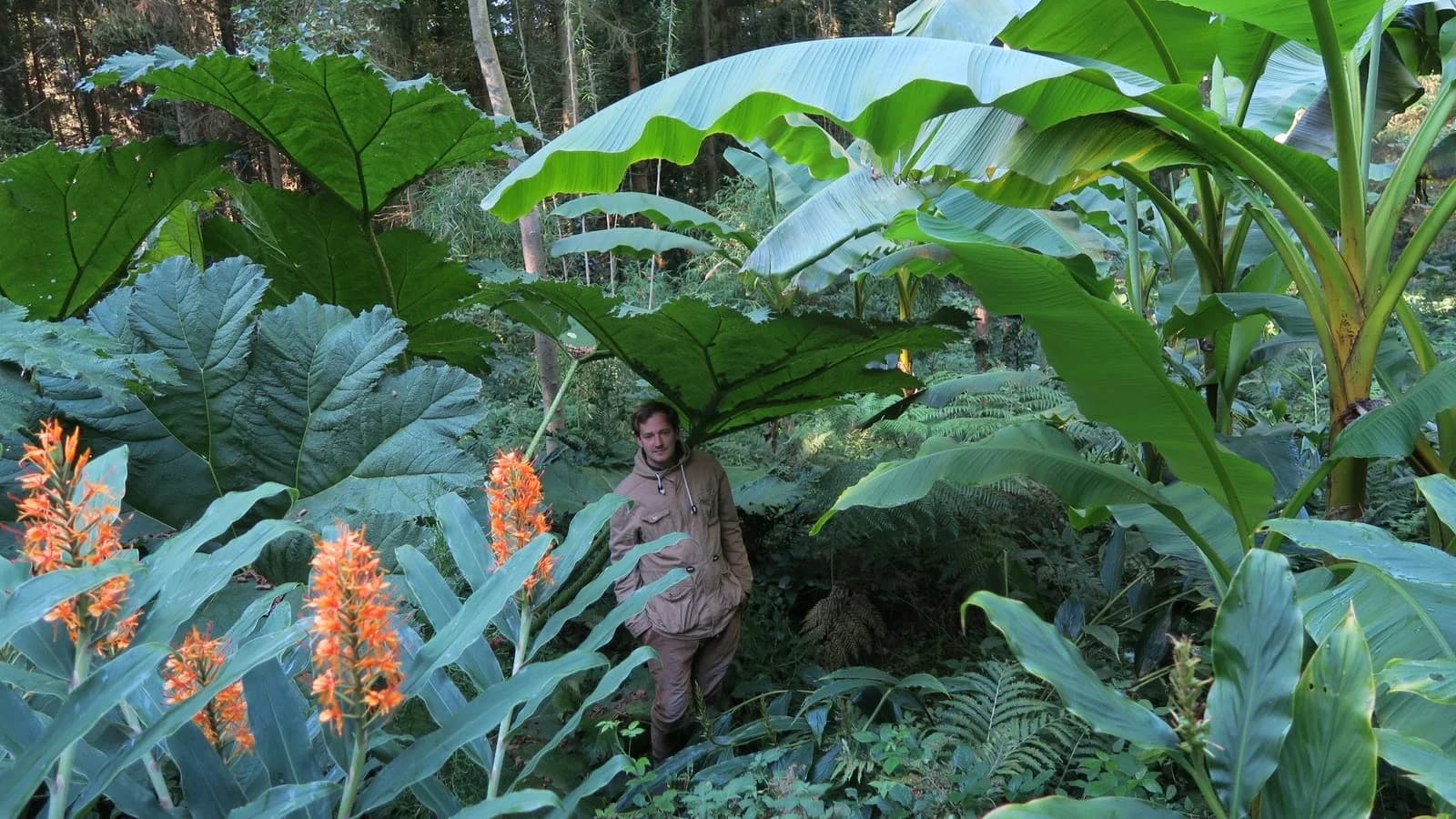Jardin Jungle Karlostachys