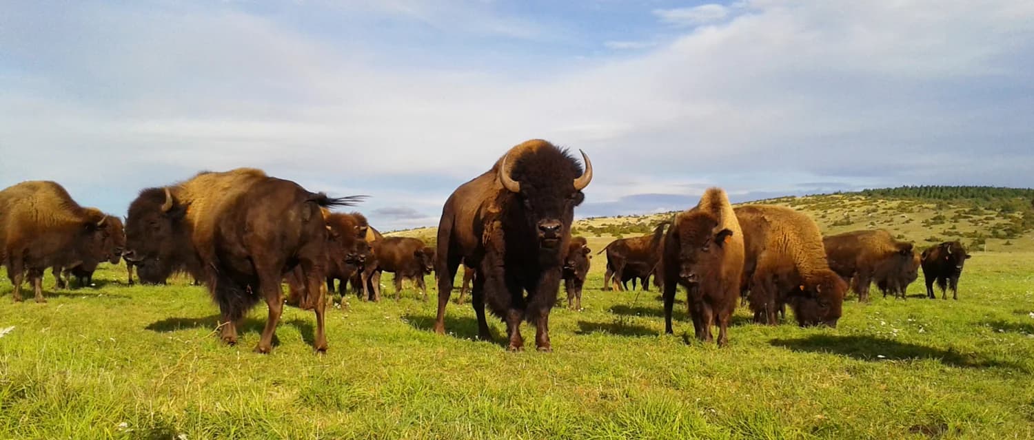 Randals Bison